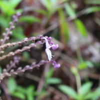 Coleus kanneliyensis L.H.Cramer & S. Balas.